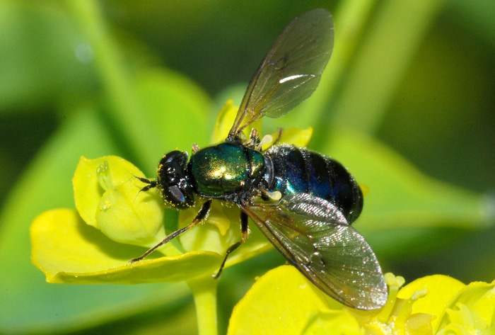 Chloromyia formosa